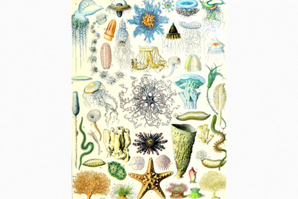 Exploring Sea Creatures by Adolphe Millot 5: A Creator’s Guide to Avoiding Common Mistakes